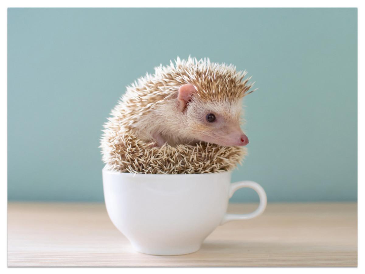 FOTOTAPETE für Esszimmer Igel Weiße Tasse Süß Tier 100x70 - Beige/Weiß, Papier (100/70cm) - Muralo