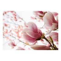 VLIESTAPETE 400/309 cm - Pink/Weiß, Textil (400/1cm) - KUNSTLOFT