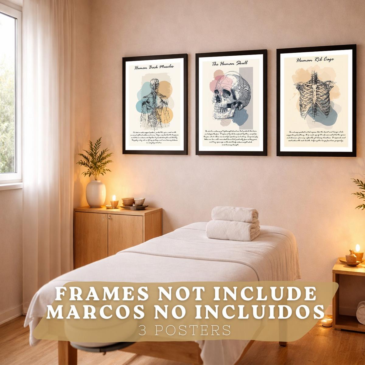 POSTER Set aus 3 Anatomie Mensch Lernposter Drucke und Wandbilder mit Muskeln Rücken Brustkorb Schädel Medizinische Wanddekoration Größe Rahmenlos A3 - Klar, Papier (29.7/42/3cm) - Nacnic