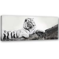 BILD AUF LEINWAND Tiger Wildtiere Natur 150x50cm - Grau, Textil (150/50cm) - Feeby