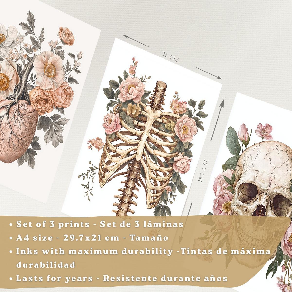 POSTER Set aus 3 Anatomie Mensch Florale Drucke und Wandbilder mit Herz Schädel und Brustkorb Weicher Vintage Stil Größe Leichter Holzrahmen A4 - Beige, Papier (21/29.7/3cm) - Nacnic