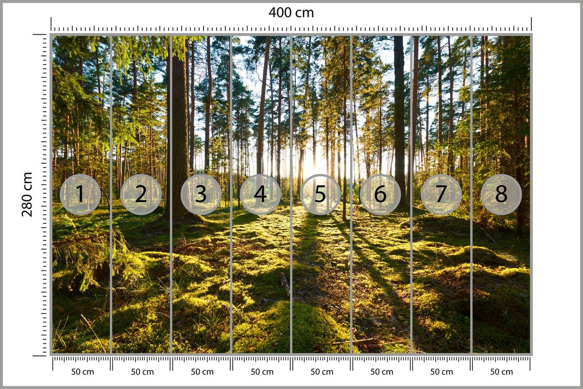 FOTOTAPETE für Küche Sonnenaufgang WALD Moss Bäume Sonnenstrahl 400x280 - Gelb/Braun, Papier (400/280cm) - Muralo