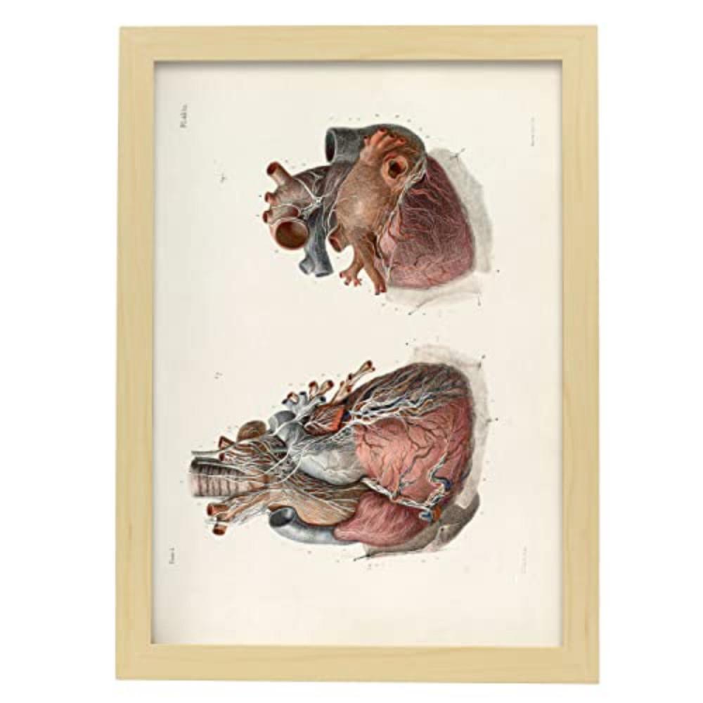 POSTER Medizinische Illustrationen – Herz & Vagus A3 Rahmen Aus Hellem Holz - Beige, Papier (29.7/5/42cm) - Nacnic