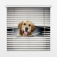 INNENROLLO - Fensterrollo - Rollo - 100x140 cm - Goldener Hund - Grau, Kunststoff (100/140/0.5cm) - TULUP