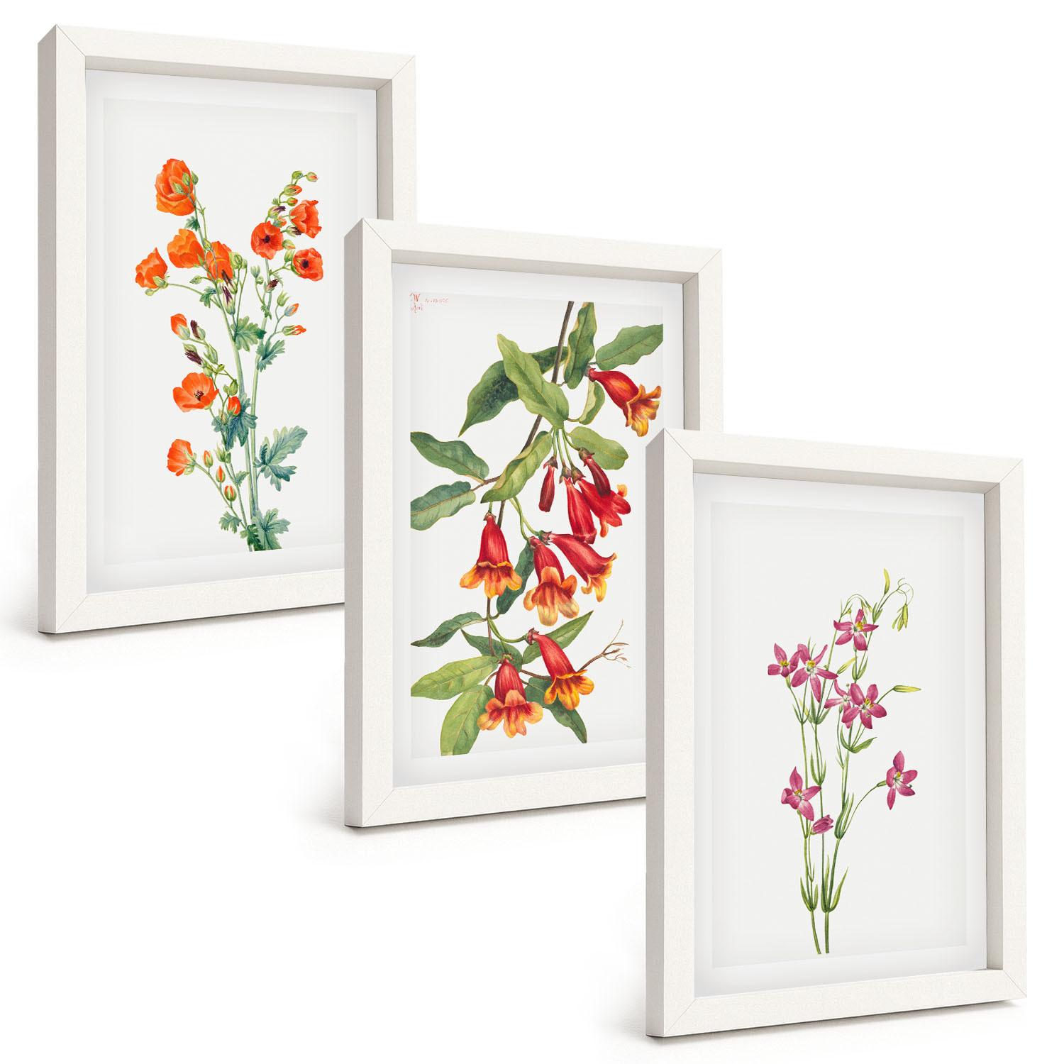 BILDER SET 3er Set - 20x30 cm Weißer Rahmen - Vintage-Retro-Blumenmalerei - Weiß, Kunststoff (20/30cm) - TULUP