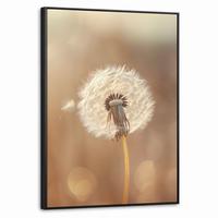 LEINWAND Bilder mit Rahmen - Löwenzahn - Beige - Natur - Blume - 70x100 - Hellbraun, Textil (70/100cm) - MuchoWow