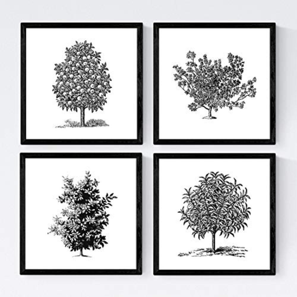 POSTER Set mit 4 Blättern der Bäume Obstbäume in weiß 20x20cm Schwarzer Rahmen - Schwarz, Papier (20/3cm) - Nacnic