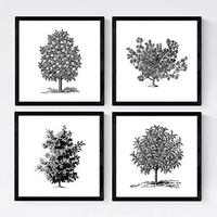 POSTER Set mit 4 Blättern der Bäume Obstbäume in weiß 20x20cm Schwarzer Rahmen - Schwarz, Papier (20/3cm) - Nacnic