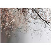 FOTOTAPETE Zweige Baum Beton Wohnzimmer 150x105 - Multicolor, Papier (150/105cm) - Wallarena
