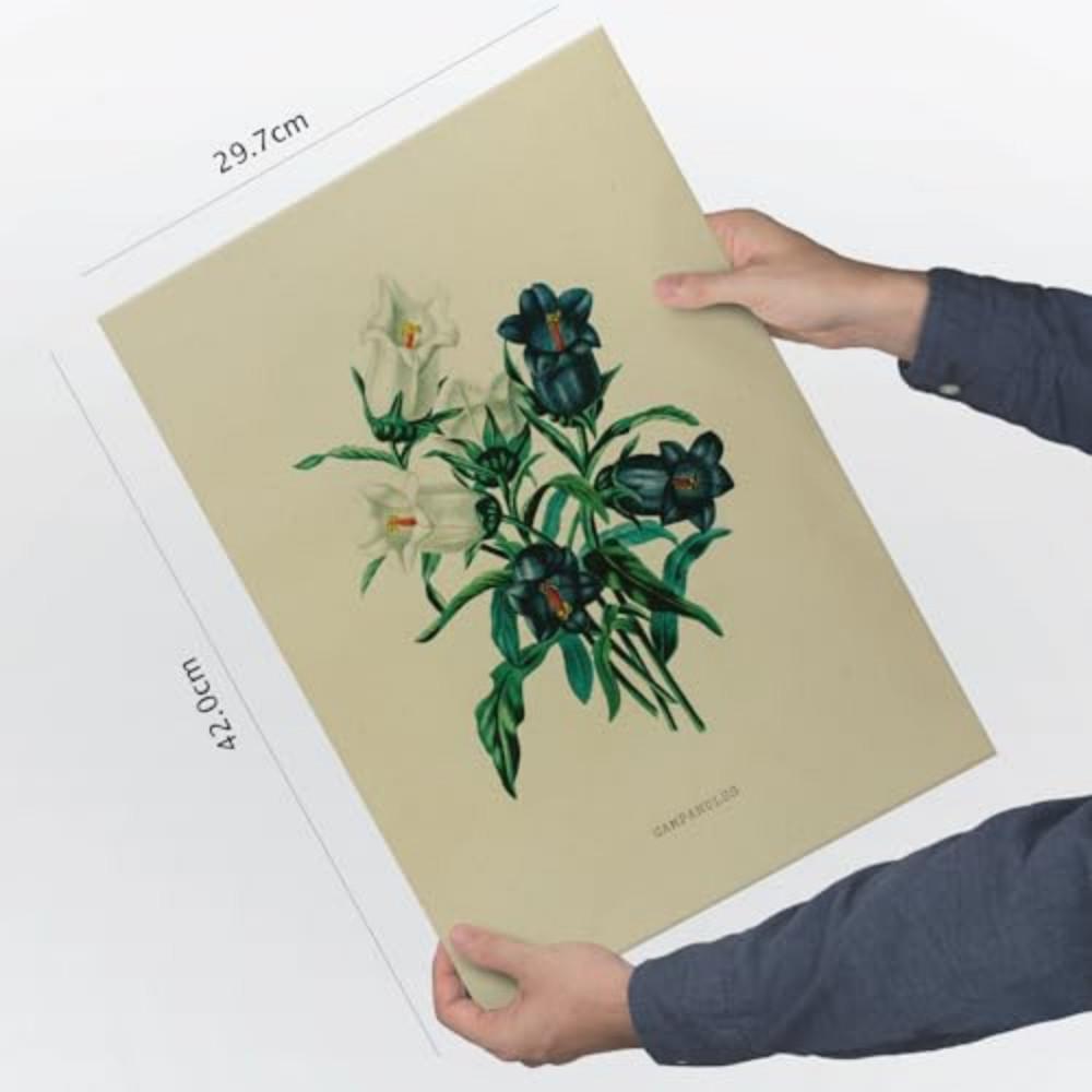 POSTER Impression Artistique Campanule A3 Rahmenlos - Klar, Papier (29.7/5/42cm) - Nacnic