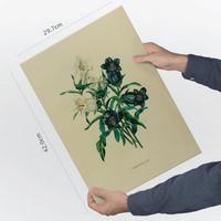 POSTER Impression Artistique Campanule A3 Rahmenlos - Klar, Papier (29.7/5/42cm) - Nacnic