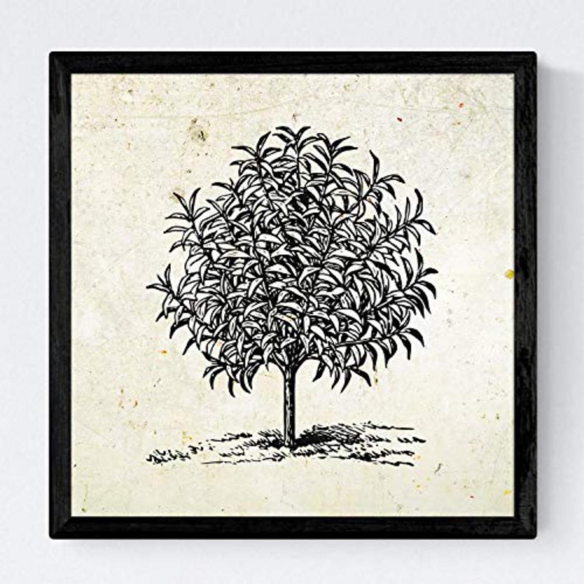 POSTER Set mit 4 Blättern der Bäume Obstbäume Jahrgang Hintergrund 30x30 cm Rahmenlos - Klar, Papier (30/3cm) - Nacnic