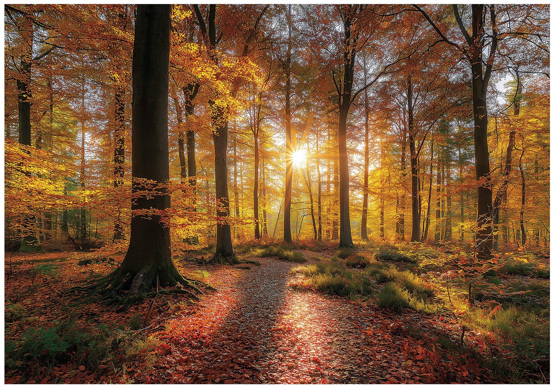 FOTOTAPETE Wald Bäume Braun 300x210 cm - Multicolor, Papier (300/210cm) - Wallarena