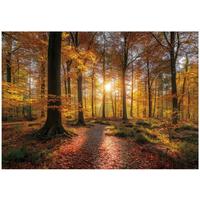 FOTOTAPETE Wald Bäume Braun 300x210 cm - Multicolor, Papier (300/210cm) - Wallarena