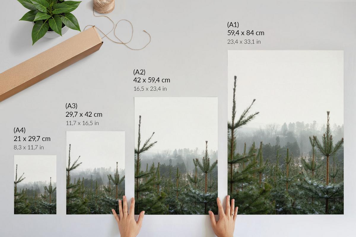 POSTER - 59x84 cm - digitalPhoto - Grüne Nadelbäume - Grün, Textil (59/84/0.1cm) - TULUP
