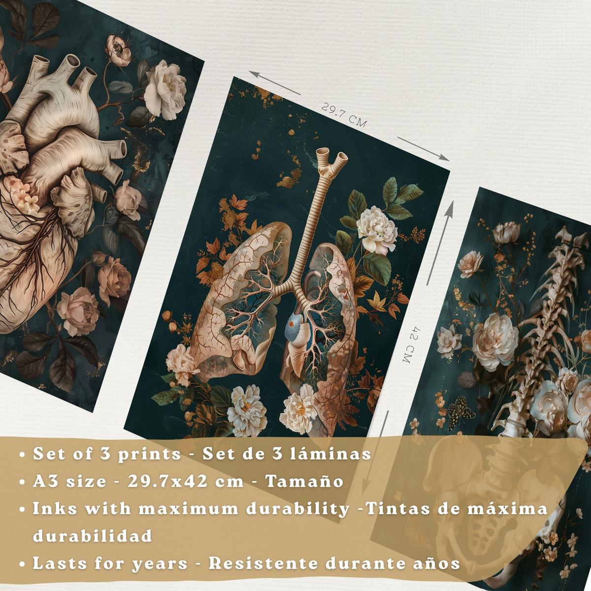POSTER Set aus 3 Anatomie Mensch Drucke und Wandbilder mit Herz Atmungssystem und Skelett Botanischer Stil Wanddekoration Größe Leichter Holzrahmen A3 - Beige, Papier (29.7/42/3cm) - Nacnic