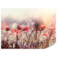 FOTOTAPETE für Esszimmer Feldblumen Rote Mohnwiese Sonne 450x315 - Rot/Orange, Papier (450/315cm) - Muralo