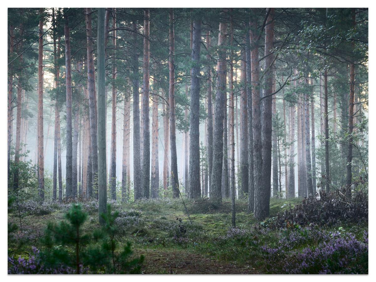 FOTOTAPETE für Wohnzimmer Nebelwald mit Bäumen Moos Grün 450x315 - Grau/Grün, Papier (450/315cm) - Muralo