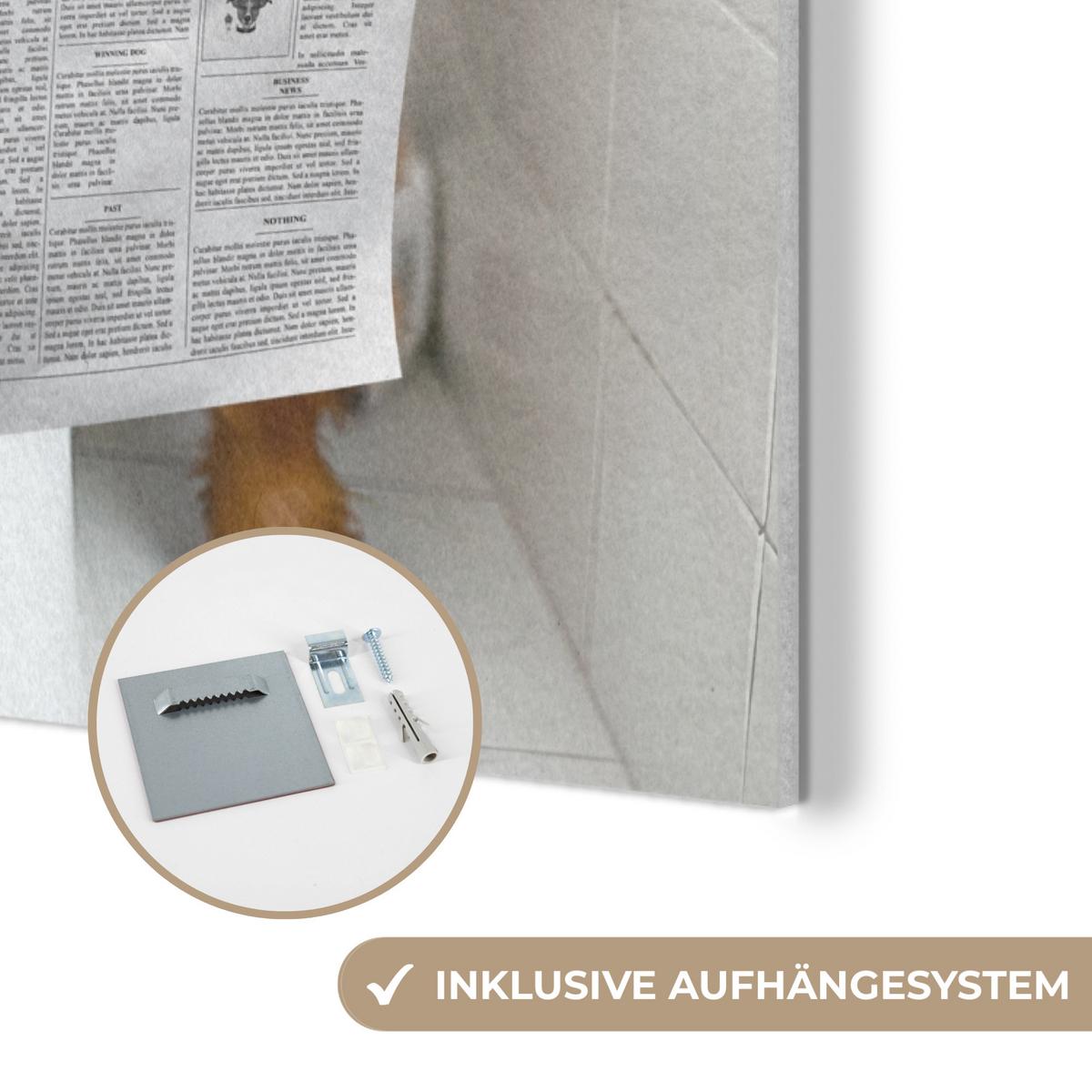 AKUSTIKBILD Schottischer Highlander - Tier - Zeitung - Toilette Wandbilder 60x80 cm - Kastanienfarben, Kunststoff (60/80/0.9cm) - MuchoWow