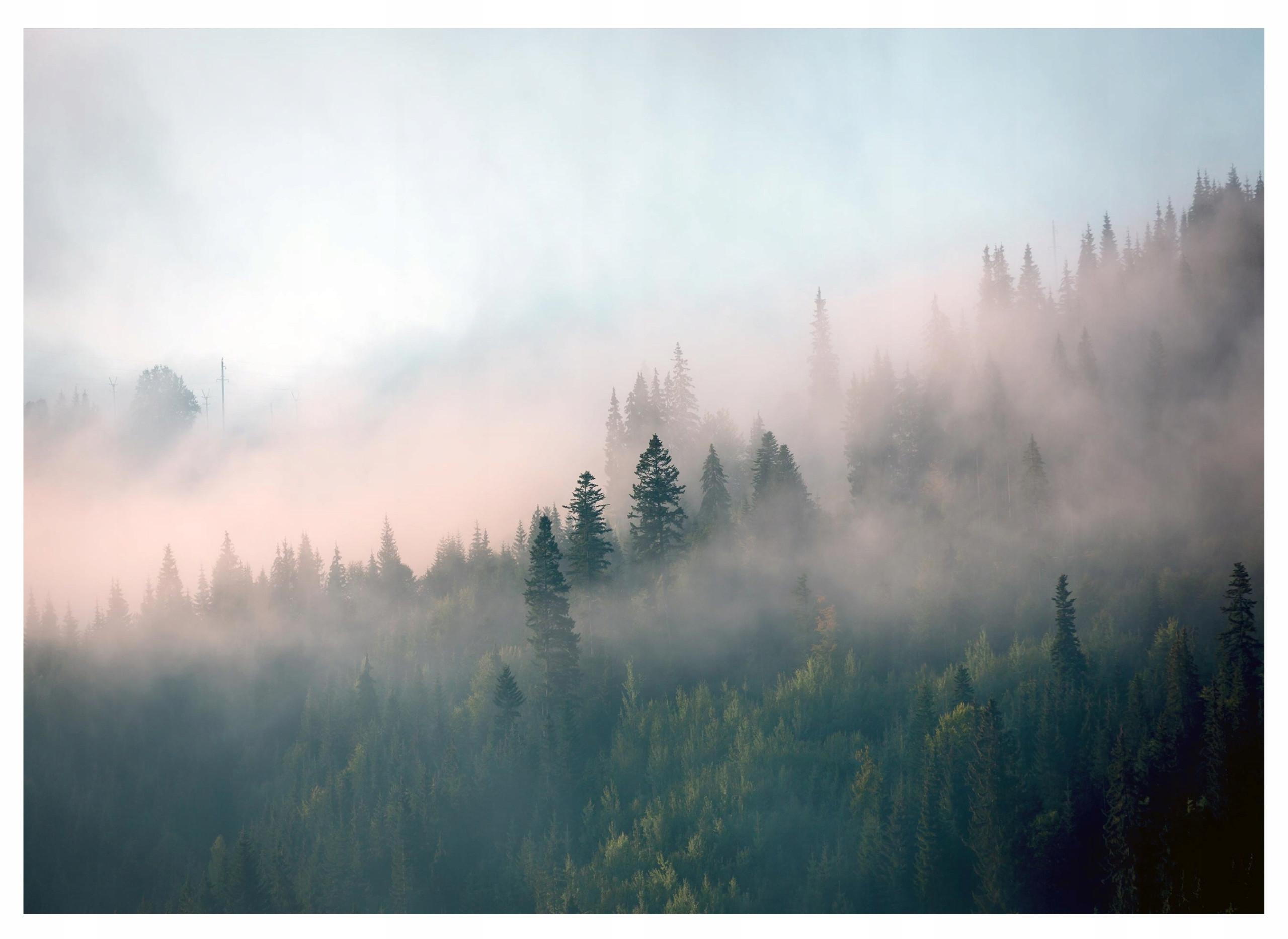 FOTOTAPETE Wald im Nebel Vliestapete Tapete 250x175 - Multicolor, Papier (250/175cm) - Wallarena