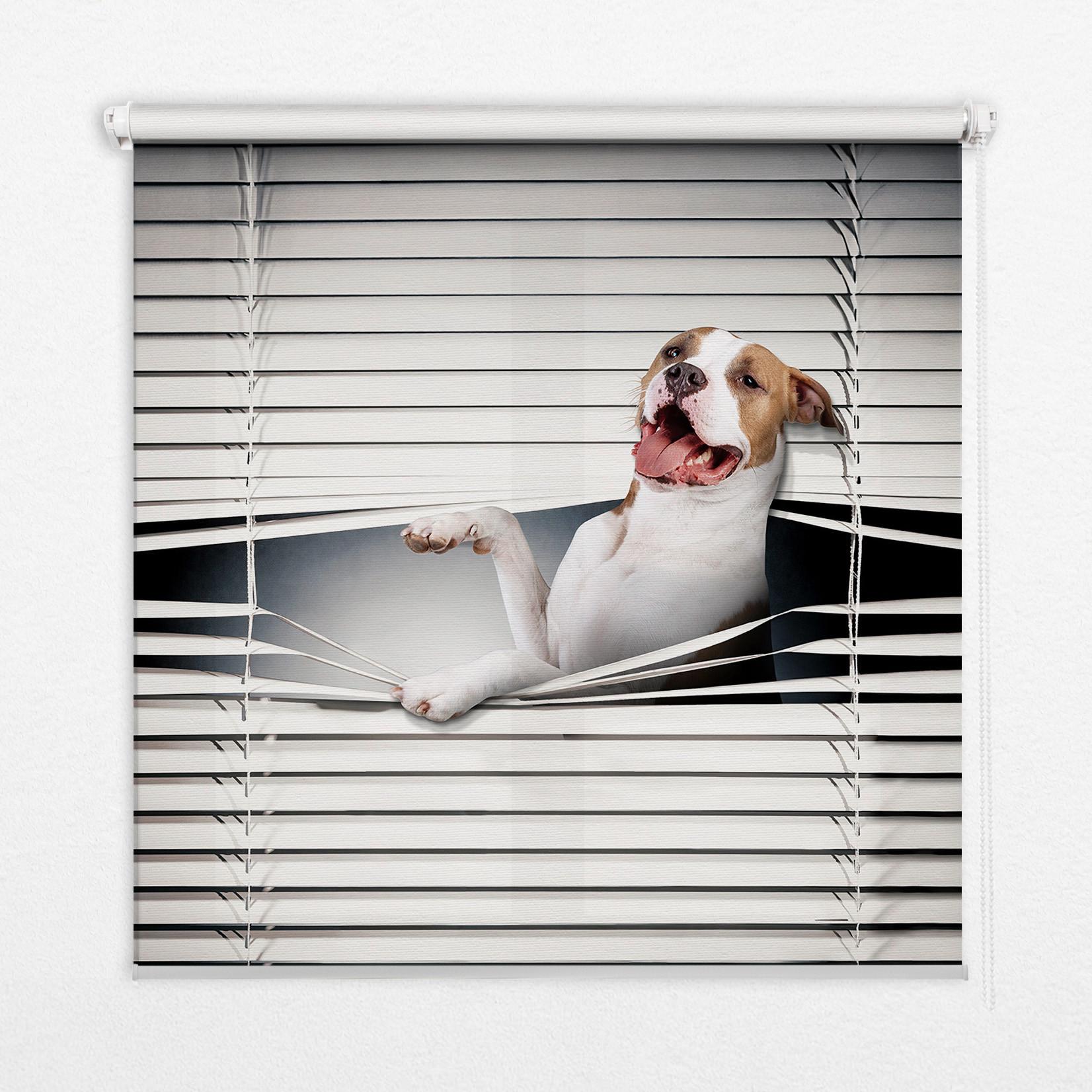 INNENROLLO - Fensterrollo - Rollo - 150x180 cm - Hund - Grau, Kunststoff (150/180/0.5cm) - TULUP