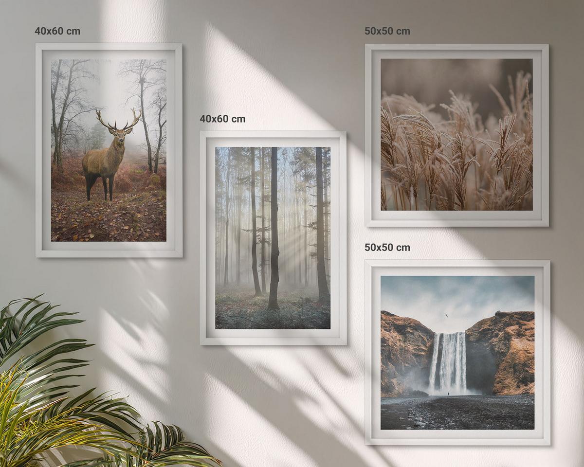 BILDER SET 4er Set - 50x50 cm & 40x60 cm Weißer Rahmen - Waldlandschaften der Wildnis - Weiß, Kunststoff (50/50cm) - TULUP