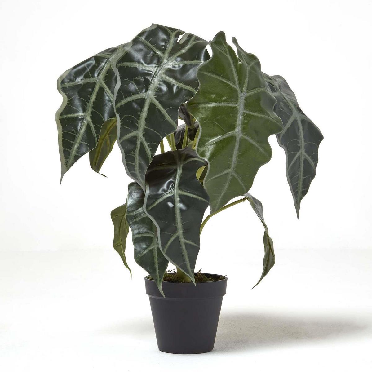 KUNSTPFLANZE Alocasia, 50 cm - Grün, Kunststoff (50cm) - Homescapes