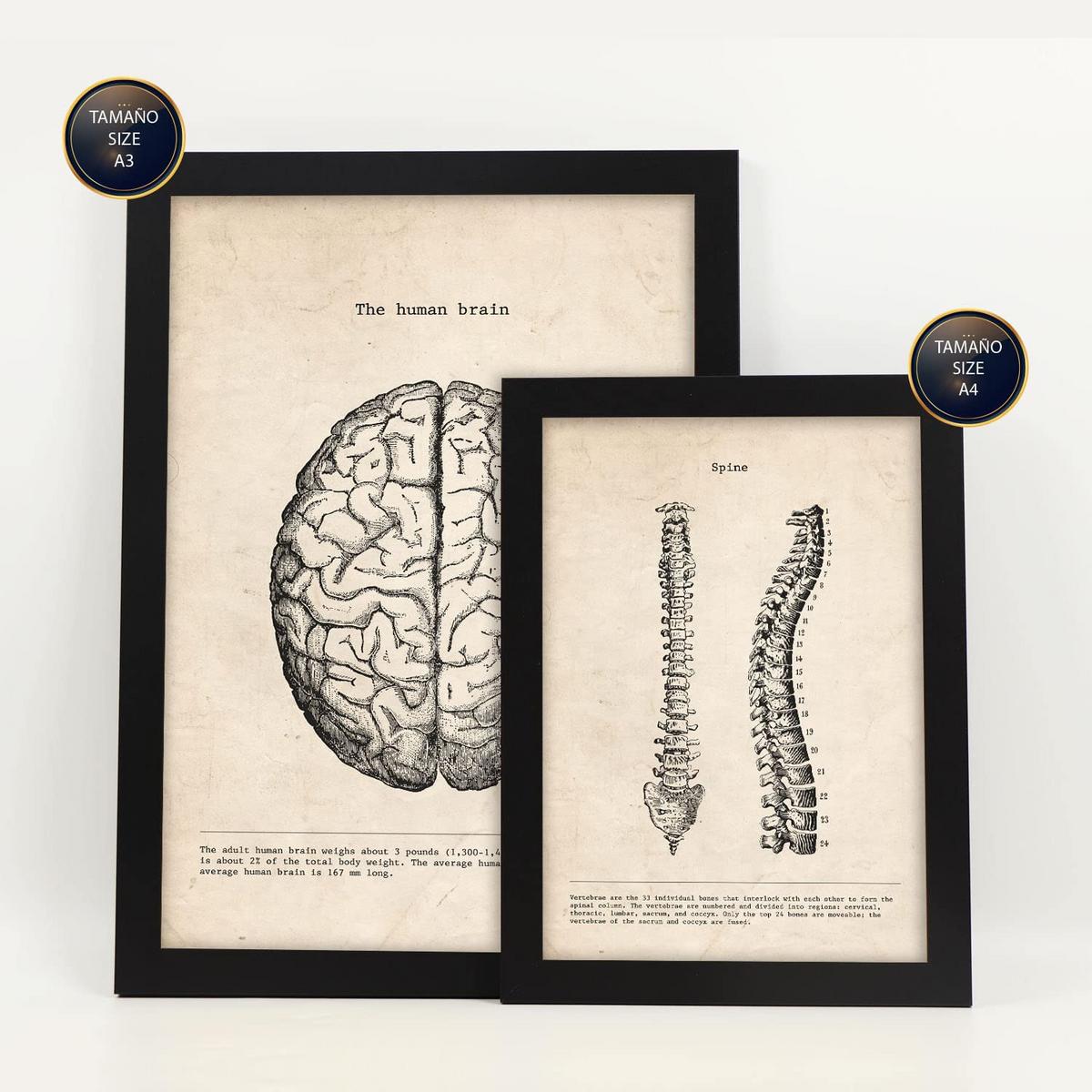 POSTER Set Mit 6 Oberkörper Medizinische Illustrationen Im Vintage Stil Von Anatomie, Körperteilen, Knochen Und Muskeln A3 & A4 Schwarzer Rahmen - Schwarz, Papier (29/3cm) - Nacnic