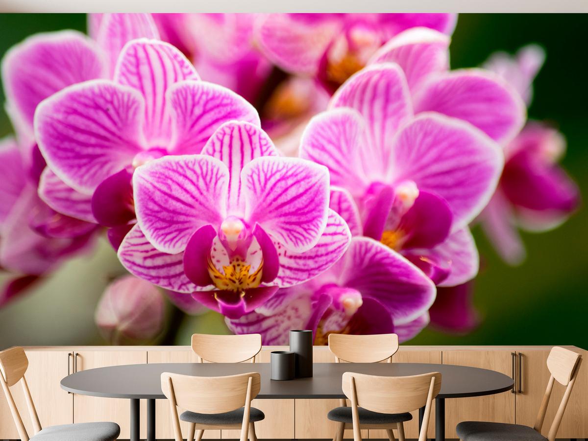 FOTOTAPETE für Wohnzimmer Violetter Orchideenstrauß Blumen 100x70 - Violett/Rosa, Papier (100/70cm) - Muralo