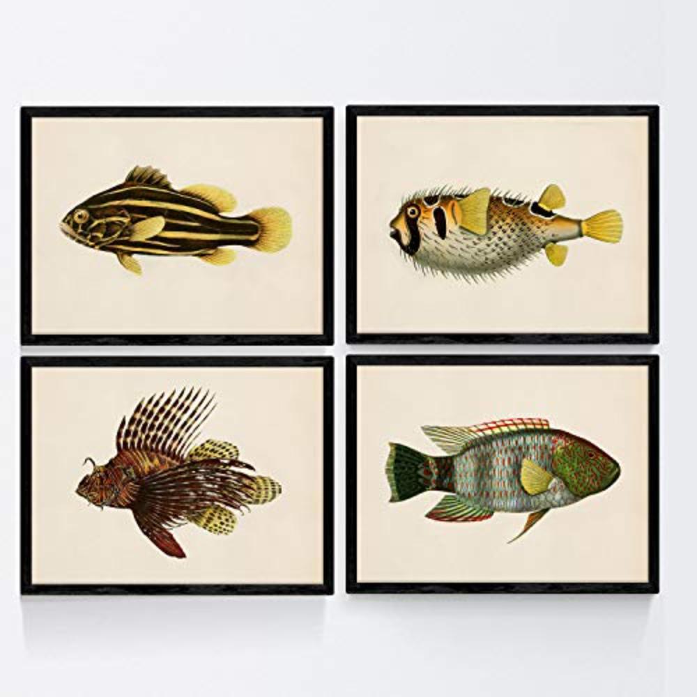 POSTER Set mit 4 FischWeinleseEffekt brauner gelber Ton A4 Rahmenlos - Klar, Papier (29.7/3cm) - Nacnic