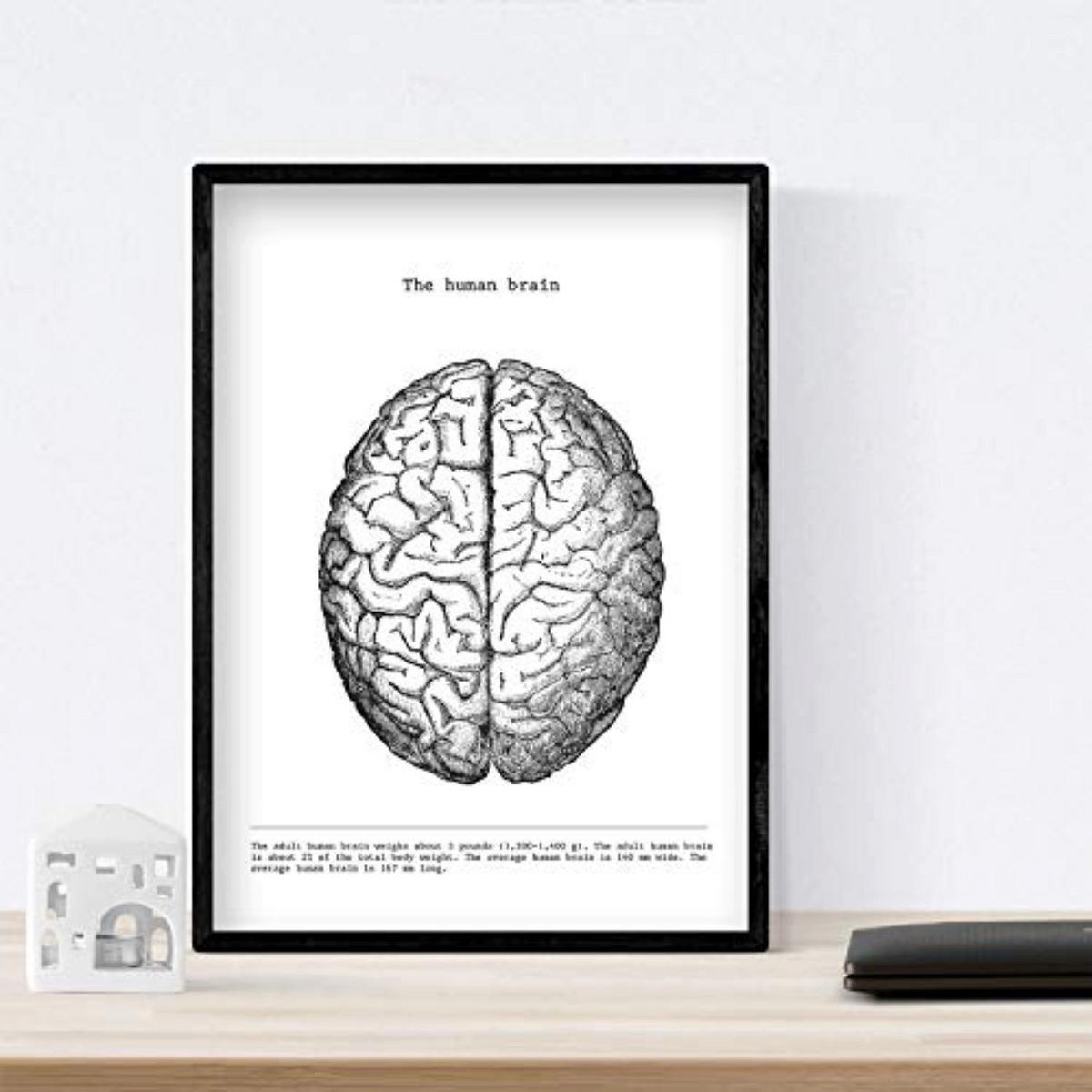 POSTER Set Mit 3 Herz, Gehirn Und Lunge A4 Rahmenlos - Klar, Papier (21/1cm) - Nacnic