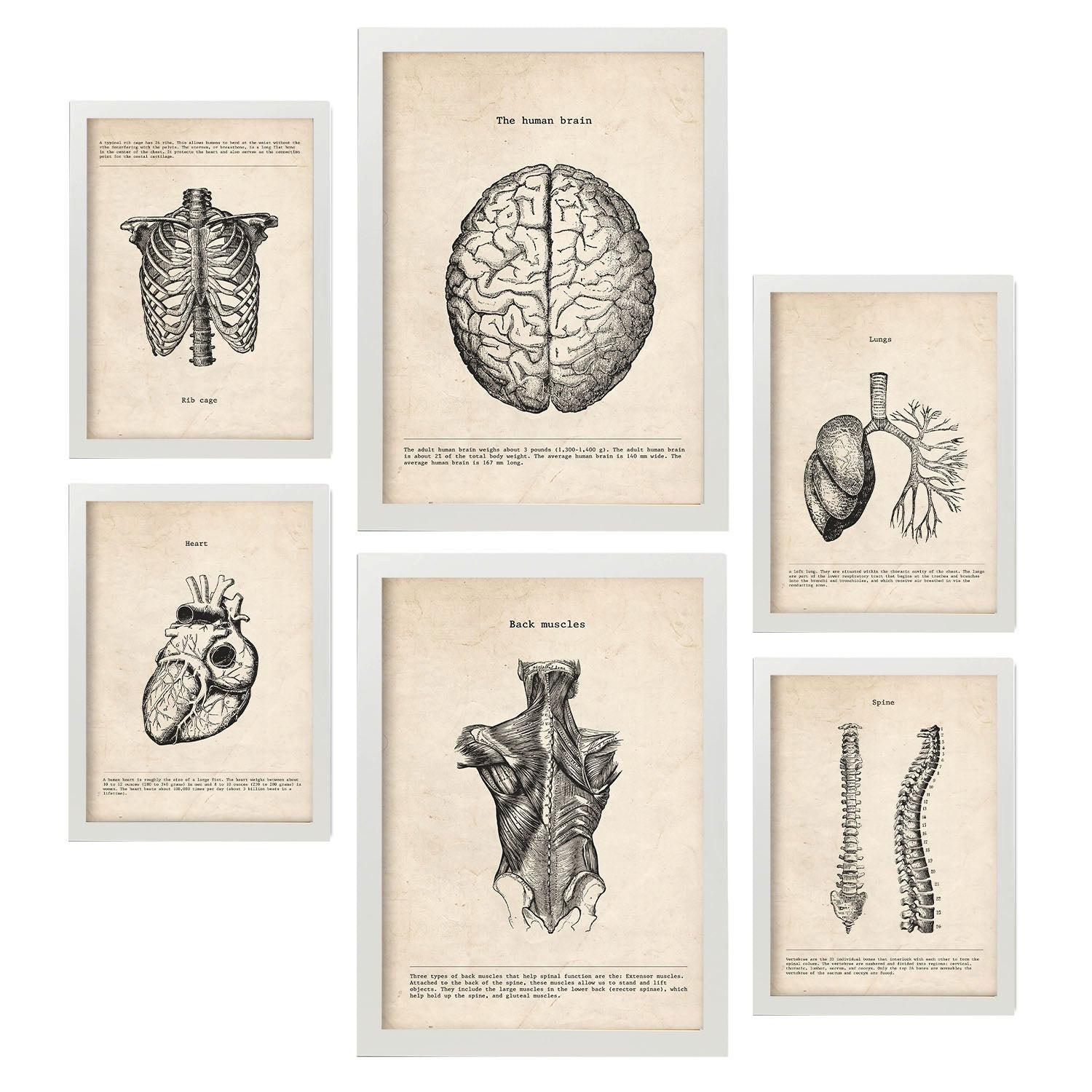 POSTER Set Mit 6 Oberkörper Medizinische Illustrationen Im Vintage Stil Von Anatomie, Körperteilen, Knochen Und Muskeln A3 & A4 Weißer Rahmen - Weiß, Papier (29/3cm) - Nacnic