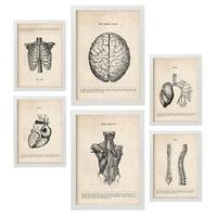 POSTER Set Mit 6 Oberkörper Medizinische Illustrationen Im Vintage Stil Von Anatomie, Körperteilen, Knochen Und Muskeln A3 & A4 Weißer Rahmen - Weiß, Papier (29/3cm) - Nacnic