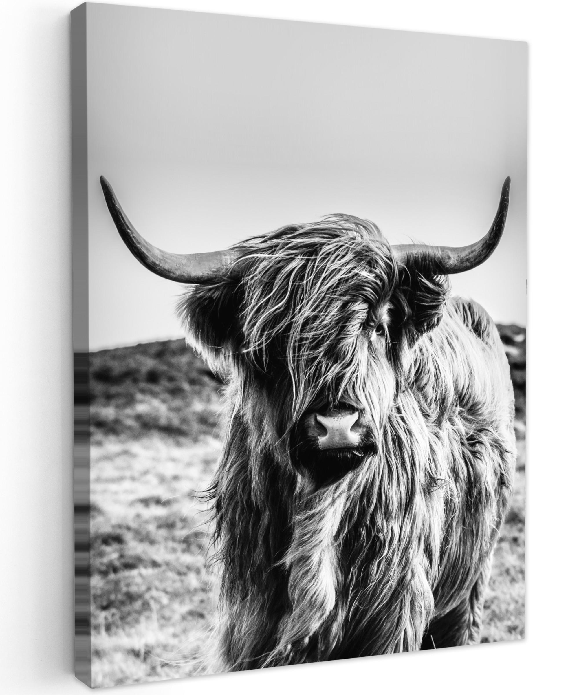 LEINWANDBILD Kuh - Schottischer Hochländer - Schwarz - Weiß - Tier - Natur - Wildtiere Room Decor 30x40 cm - Schwarz, Textil (30/40cm) - MuchoWow