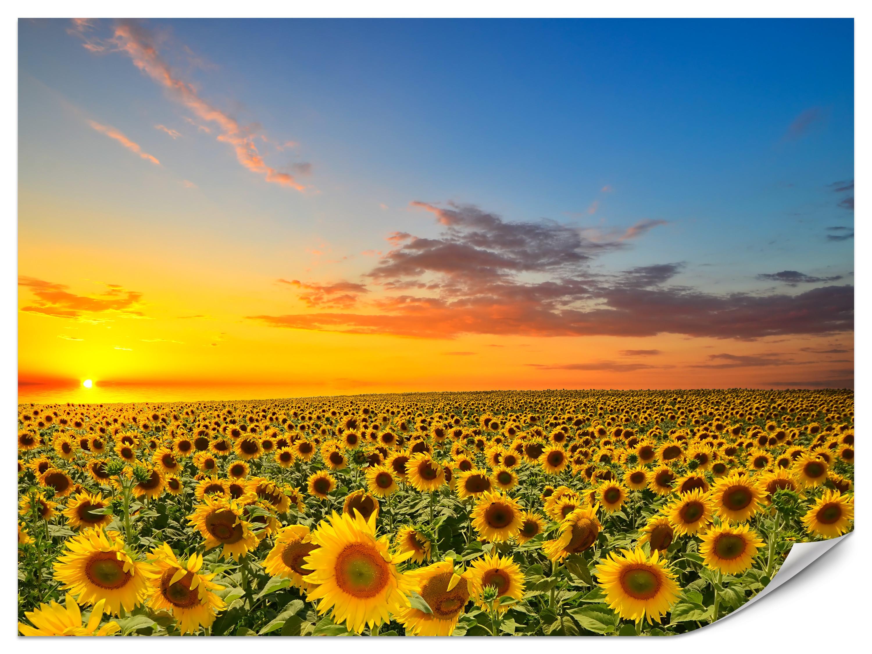 FOTOTAPETE für Küche Sonnenuntergang Sonnenblumenfeld Blumen 150x105 - Gelb/Orange, Papier (150/105cm) - Muralo