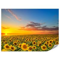 FOTOTAPETE für Küche Sonnenuntergang Sonnenblumenfeld Blumen 150x105 - Gelb/Orange, Papier (150/105cm) - Muralo