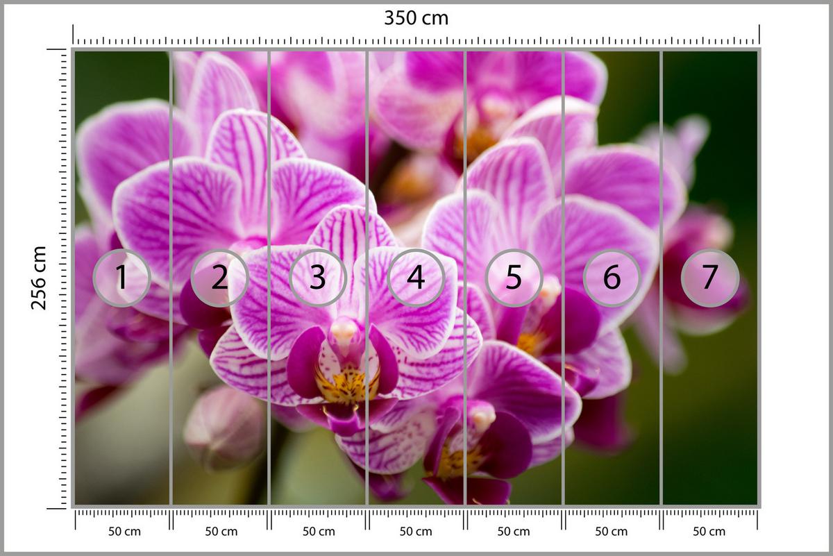 FOTOTAPETE für Wohnzimmer Violetter Orchideenstrauß Blumen 350x256 - Violett/Rosa, Papier (350/256cm) - Muralo