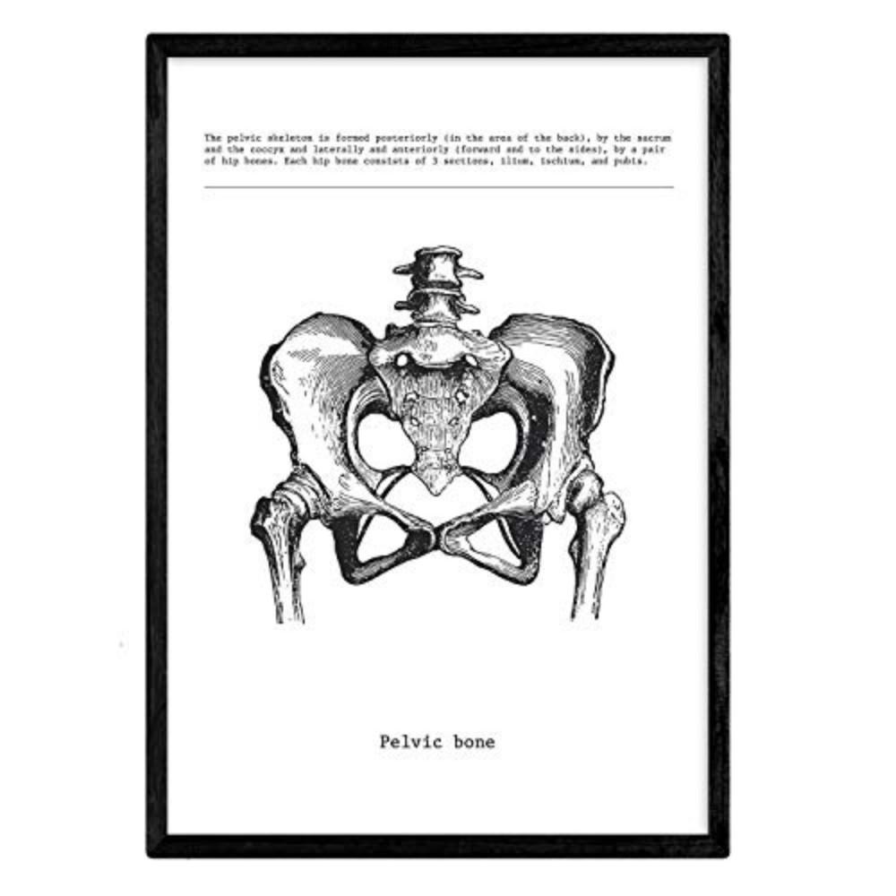 POSTER Anatomie Becken A4 Schwarzer Rahmen - Schwarz, Papier (29.7/5/21cm) - Nacnic