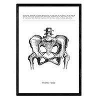 POSTER Anatomie Becken A4 Schwarzer Rahmen - Schwarz, Papier (29.7/5/21cm) - Nacnic