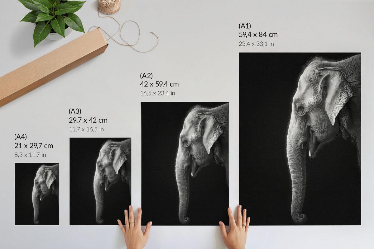 POSTER - 21x29 cm - Visual Echo - Profil eines Elefanten - Weiß, Textil (21/29.7/0.1cm) - TULUP