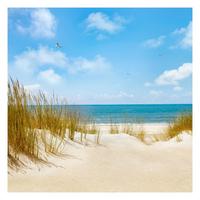FOTOTAPETE Strand an der Nordsee 240/240 cm - Eichefarben, Papier (240/240cm) - Bilderwelten