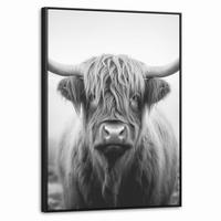 LEINWAND Bilder mit Rahmen - Schottischer Highlander - Nebel - Schwarz - Weiß - 50x70 - Grau, Textil (50/70cm) - MuchoWow