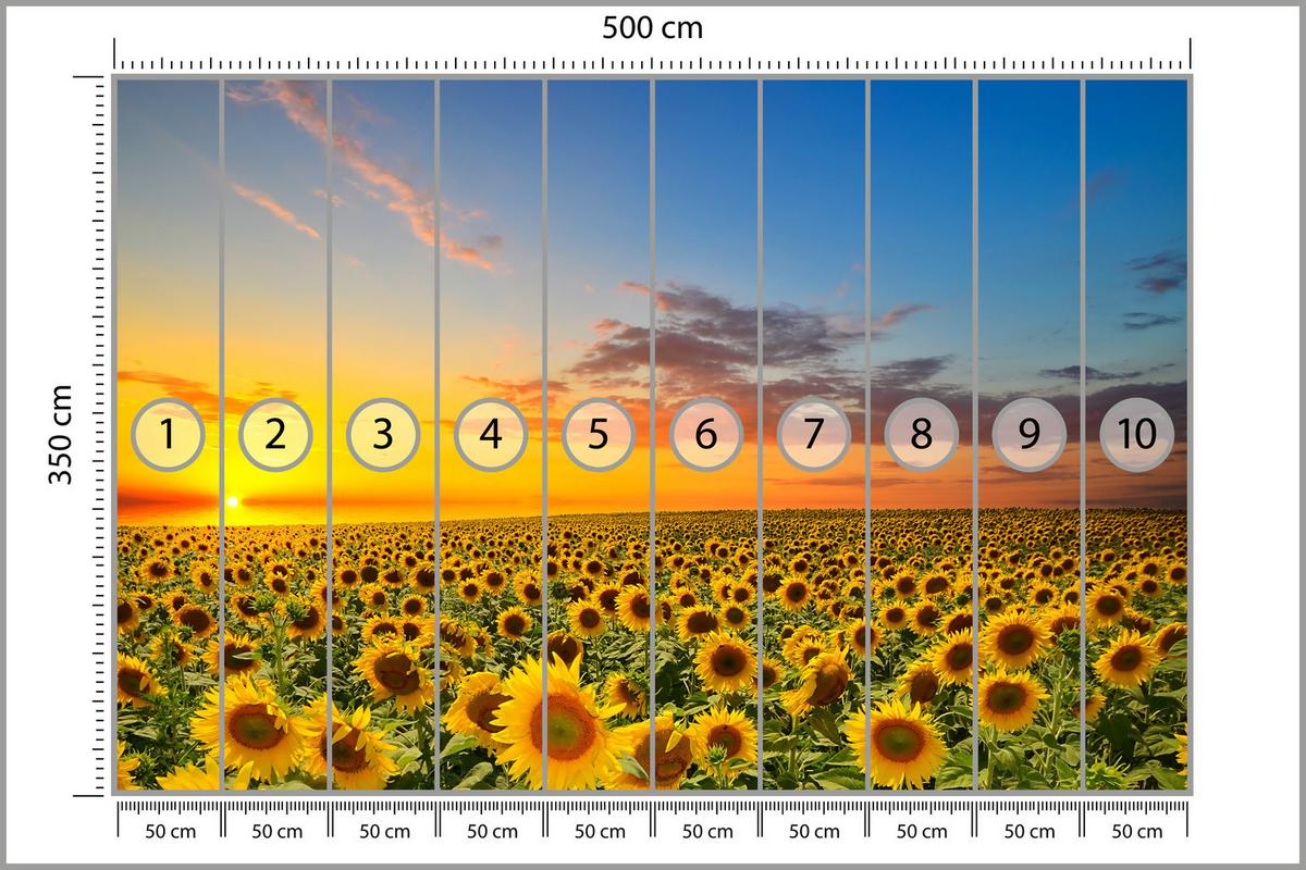 FOTOTAPETE für Küche Sonnenuntergang Sonnenblumenfeld Blumen 500x350 - Gelb/Orange, Papier (500/350cm) - Muralo