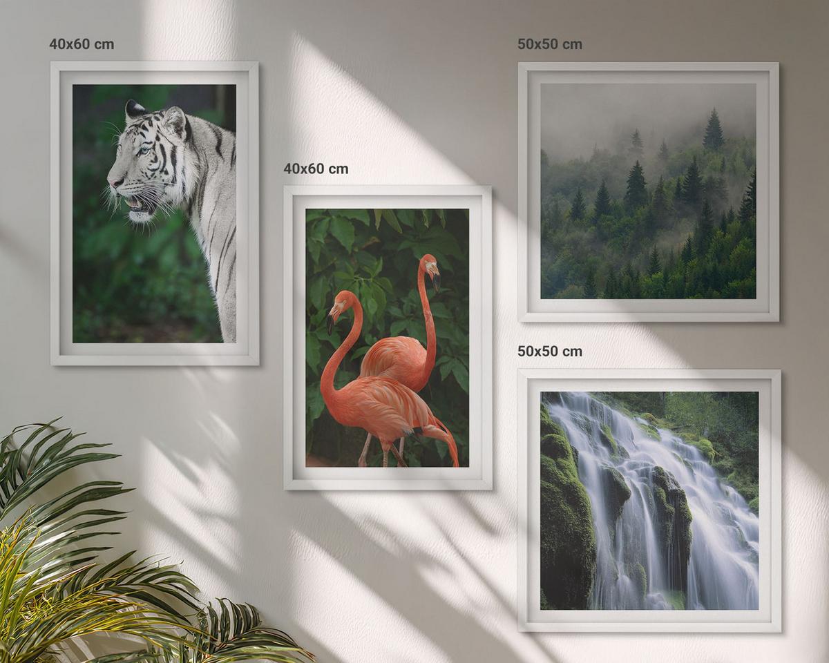 BILDER SET 4er Set - 50x50 cm & 40x60 cm Weißer Rahmen - Tiger Wasserfall Flamingos Natur - Weiß, Kunststoff (50/50cm) - TULUP