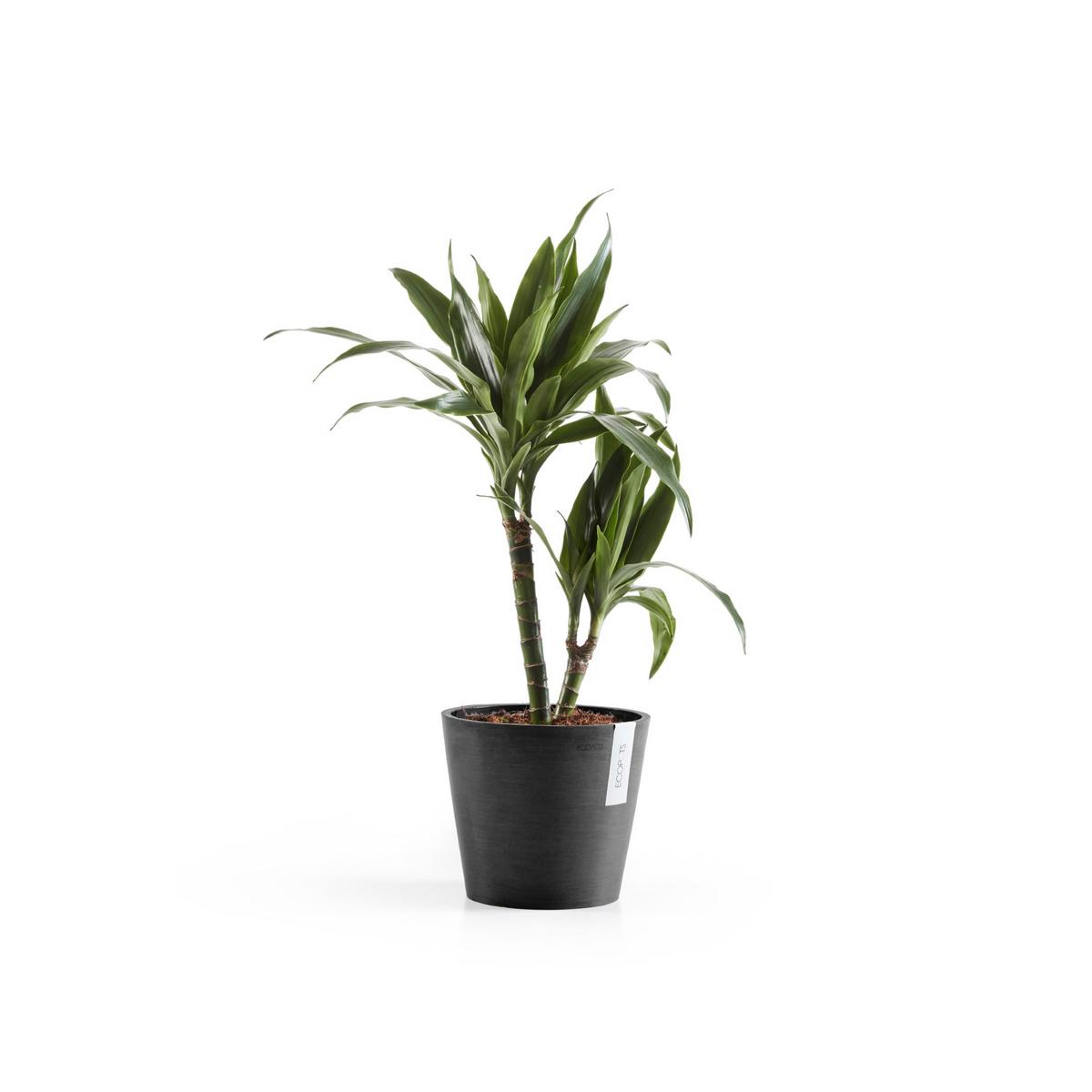 BLUMENTOPF Amsterdam 20/17,1 cm Dunkelgrau - Dunkelgrau, Kunststoff (20/17.1cm) - Ecopots