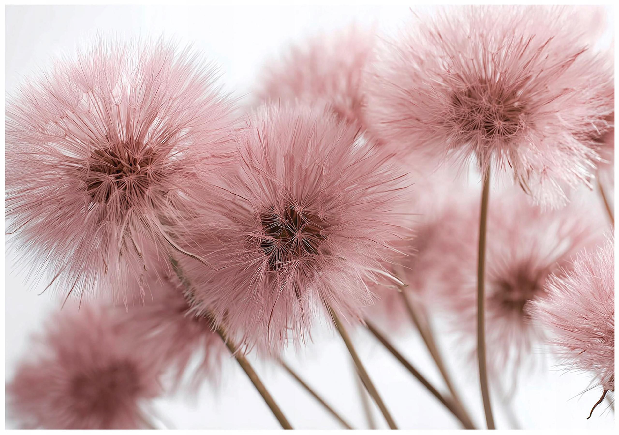 FOTOTAPETE Pusteblume Boho Wohnzimmer 300x210 - Multicolor, Papier (300/210cm) - Wallarena