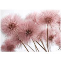 FOTOTAPETE Pusteblume Boho Wohnzimmer 300x210 - Multicolor, Papier (300/210cm) - Wallarena