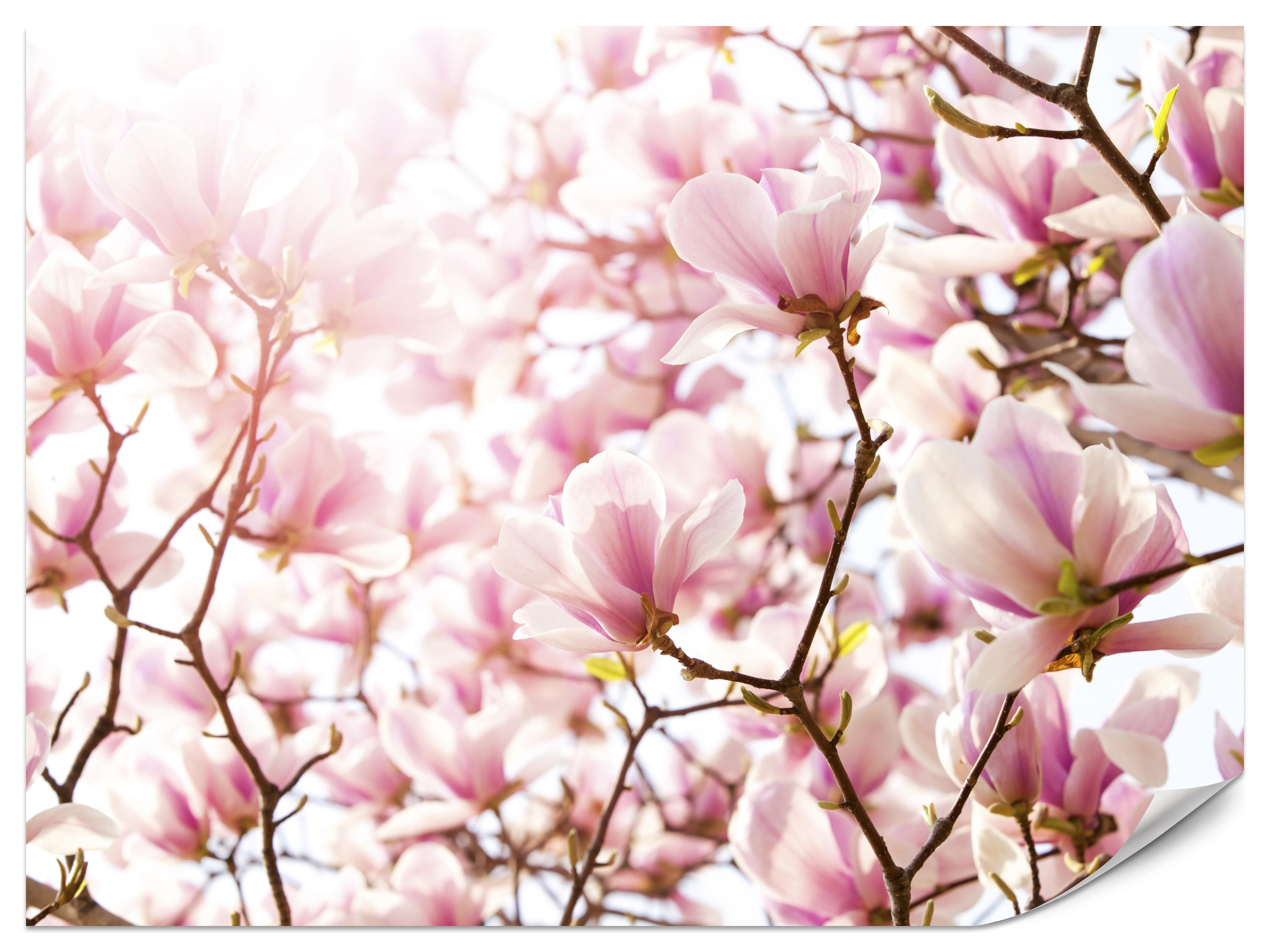 FOTOTAPETE für Schlafzimmer Rosa Magnolienblüten Floral Delikat 450x315 - Violett/Rosa, Papier (450/315cm) - Muralo