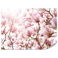 FOTOTAPETE für Schlafzimmer Rosa Magnolienblüten Floral Delikat 450x315 - Violett/Rosa, Papier (450/315cm) - Muralo