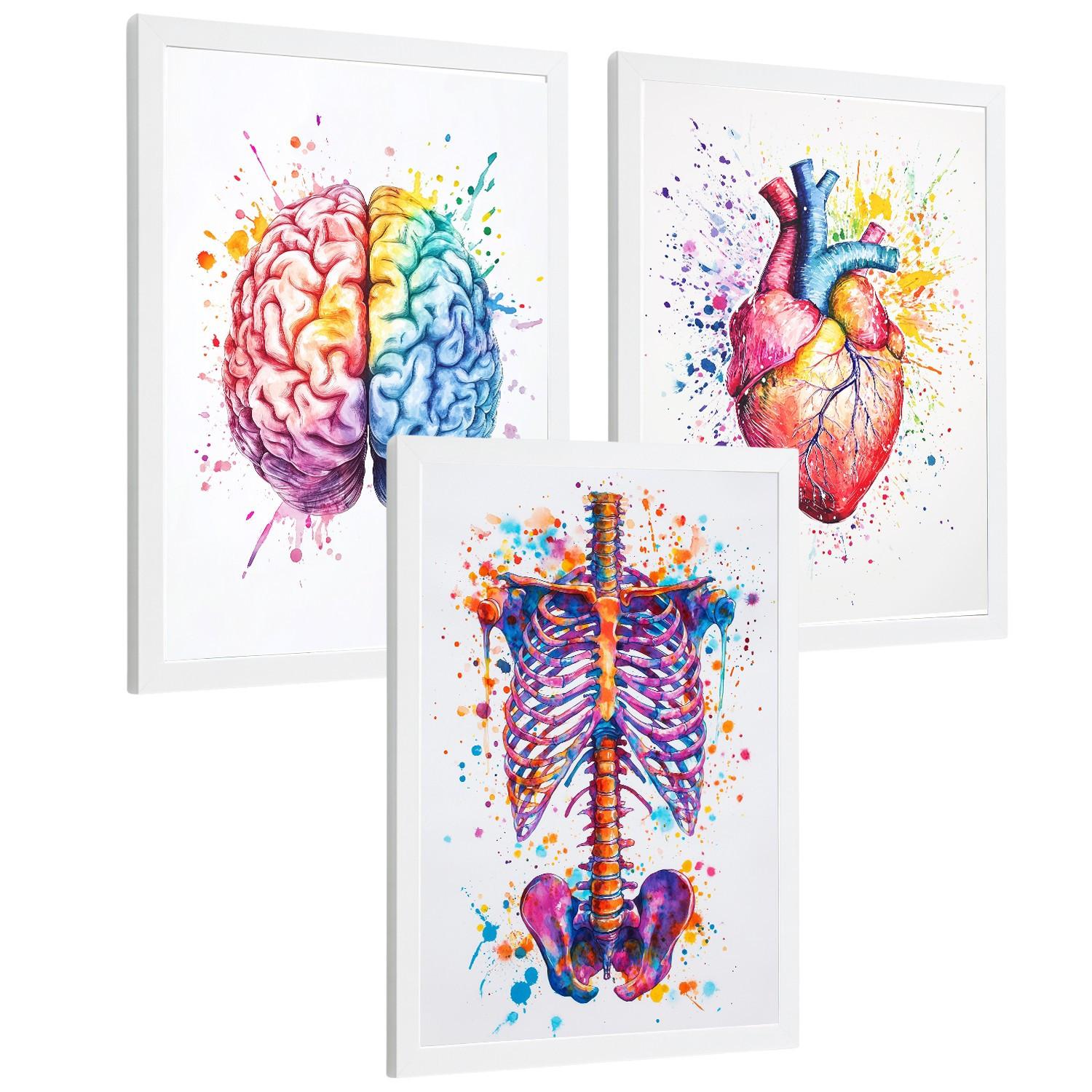 POSTER Set aus 3 Anatomie Mensch Drucke und Wandbilder mit Gehirn Herz Rippen Wirbelsäule Lebendiges Aquarell Design Größe Weißer Rahmen A4 - Weiß, Papier (21/29.7/3cm) - Nacnic